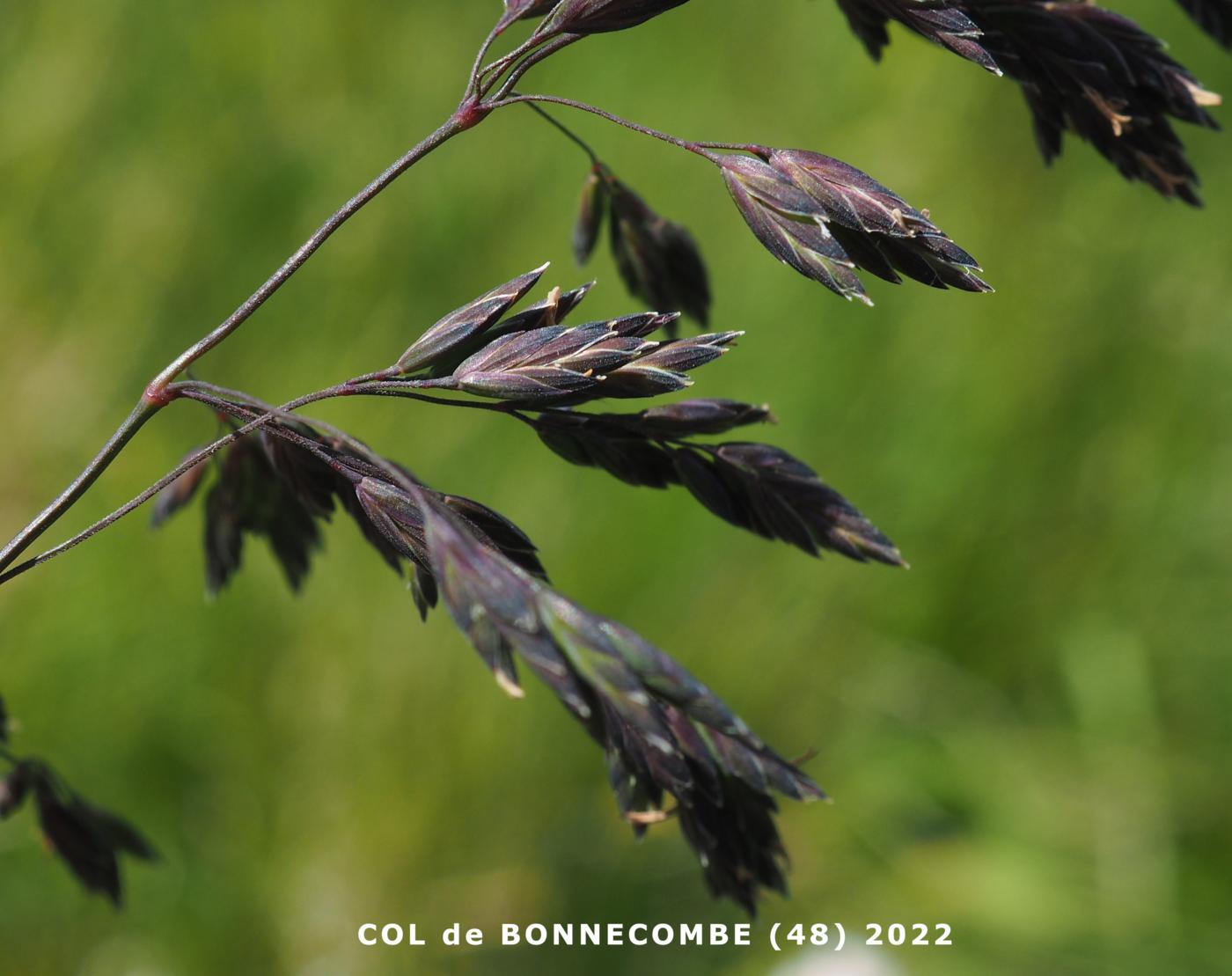 Fescue, (Streamside) fruit